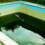 removing and preventing algae in swimming pools